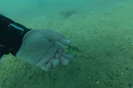 Bodrum’da deniz dibinden çıkanlar şaşırttı: Torba sahilinden 75 kilo atık çıkarıldı