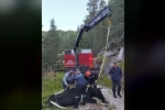 Bolu’da 50 metrelik uçuruma düşen inek vinçle kurtarıldı