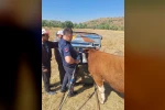 Bolu’da ineğin kafası tarım aletine sıkıştı
