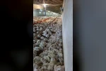 Bolu’da kümesin havalandırması devre dışı kalınca 4 bin tavuk telef oldu
