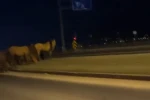 Bolu’da yılkı atları D-100’e indi: Orta refüjde otladılar 