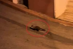 Bu mahallede geceleri sansarlar geziyor