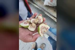 Buharkent’te üreticiler ’belgesiz ilek’ kullanımına karşı uyarıldı 