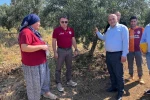 Buldan’da zeytin sineğine karşı fenomen tuzak dağıtıldı 