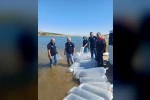 Burdur’da göl ve göletler yavru sazanlarla buluştu