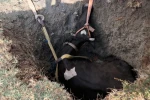 Burdur’da kuyuya düşen inek 2 saatlik çalışmayla kurtarıldı 