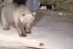 Bursa Uludağ’da koca ayıyı ekmekle beslediler 