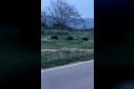 Bursa’da domuzlar şehir içinde görüntülendi 