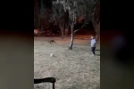 Çanakkale’de minik çocuğun topunu tilki böyle çaldı