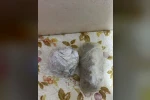 Çapkanlar Suç Örgütü’ne yeni operasyon: 24 şahıs yakalandı