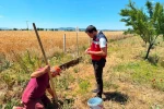 Çavdarhisar’da salep hasadı başladı 