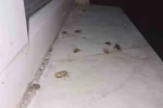 Çaycuma’da kahverengi kokarca alarmı