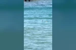 Çeşme’de denizde yılan paniği