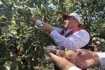 Coğrafi işaretli Havran siyah incirinde hasat başladı