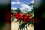Coğrafi işaretli Honaz Kirazında hasat başladı 