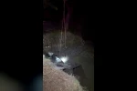Çukura düşen ineği itfaiye kurtardı 