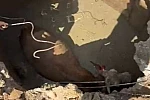 Çukura düşen ineğin imdadına Özel İdare ekipleri yetişti