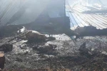 Çukurkuyu’da çıkan çiftlik yangınında 250 küçükbaş hayvan telef oldu