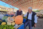 Darende’nin meşhur bal kabağı üreticinin yüzünü güldürüyor