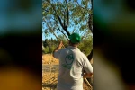 Datça’da badem hasadı başladı