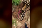 Definecilerin kazdığı çukura düşen büyükbaş hayvan operasyonla kurtarıldı 