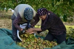 Demirci’de ceviz hasadına başlandı