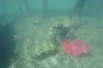 Deniz dibi temizliği Gümüşlük’te devam etti 