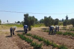 Didim Belediyesi’nden topraktan kente uzanan üretim