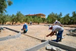 Didim’de Zeytin Park Projesi hayata geçirilecek 
