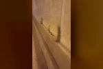 Diyarbakır’da dev yılan paniği