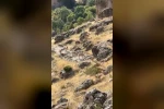 Diyarbakır’da Gelincik Dağı’nda sürü halinde gezen dağ keçileri görüntülendi