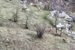 Diyarbakır’da nesli koruma altında olan dağ keçileri görüldü 