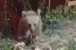 Dumanlı Parkında karnını duyuran ayı görüntülendi