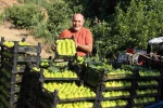 Dünyanın ilk incirinde son hasat bereketi 