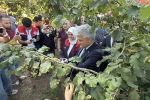 Düzce’de fındık hasat şenliği