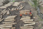 Düzce’den 3 bin 400 ton orman ürünü ihraç edildi 