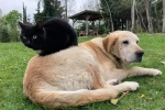 Düzce’den bin 574,395 ton kedi köpek maması ihraç edildi 
