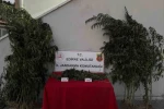 Edirne’de 52 kök kenevir ve 1 kilo 310 gram esrar ele geçirildi: Kenevirleri sularken suçüstü yakalandı