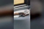 Elazığ’da bir vatandaş, yakaladığı yılanı traktörle gezdirdi 