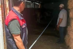 Elazığ’da büyükbaş işletmeleri denetlendi