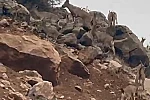 Elazığ’da dağ keçileri sürü halinde görüntülendi