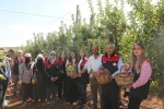 Elazığ’da elma hasadı