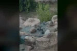 Elazığ’da kavurucu sıcaktan bunalan güvercinler suyla serinledi 