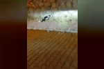 Elazığ’da kedi ile yılanın mücadelesi kamerada