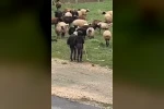 Elazığ’da minik çobanların sürü başında halayı 