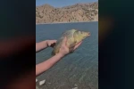 Elazığ’da oltaya takılan yavru sazan yeniden suya bırakıldı 