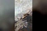 Elazığ’da sarp kayalıklarda oluşan doğal kaya balı bulundu