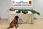 Elazığ’da uyuşturucuyla mücadele 