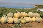 Elazığ’da yaklaşık 20 ton kavun hasadı bekleniyor