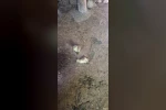 Elazığ’da yılan kümesteki 5 kaz yavrusunu telef etti 